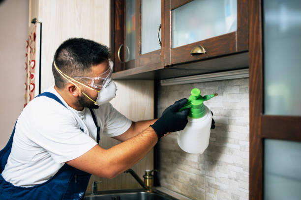 Best Local Pest Control Services  in Ketchum, ID